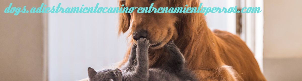 dogs.adiestramientocanino-entrenamientoperros.com